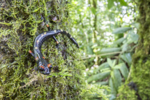 salamanders-of-the-cuchumatanes