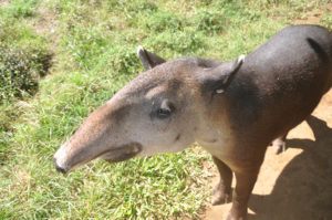 tapirs