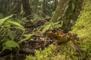 The Borneo Rainbow Toad, Ansonia latidisca, was rediscovered in 2011 after 87 years without trace. It was one of the top ten most wanted amphibians in the world during the Search for Lost Frogs.