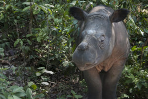 sumatran-rhino-calf