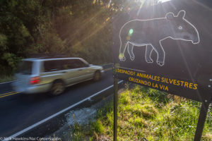 The Pan-American highway cuts through this vast wilderness and poses a serious threat to the tapir populaton. In 2015 alone, 9 tapirs were known to be killed after getting struck by vehicles. Signs along the roadway warn motorists of the risk of collisions with tapirs, but more must be done to mitigate the problem.