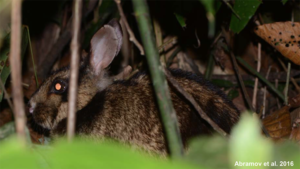 tiger-like-rabbit