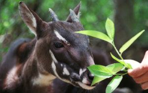 saola_endangered_species_hanoi_rtr_img