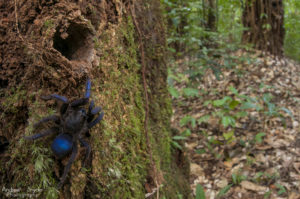 New species of tarantula from Makaduik falls, Guyana. World Wildlife Fund/Global Wildlife Conservation Biodiversity Assessment Team 2-Potaro Plateau