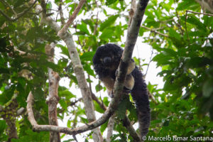 lost-saki-monkey