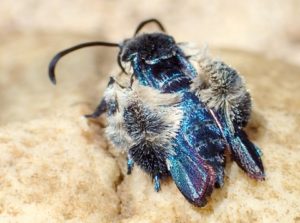 A blue clearwing moth