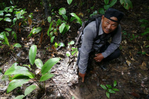 A-ranger-shows-us-a-Javan-Rhino-footprint