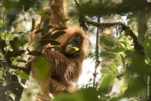 Tapanuli orangutan (Photo by Sumatran Orangutan Conservation Programme/Maxime Aliaga)