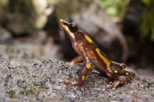 longnose-harlequin-frog