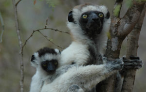 Verreaux's sifaka in Alluaudia spiny forest, Berenty, Madagascar, October 2005