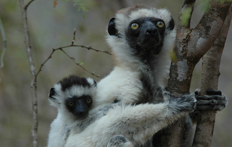 Breaking: 95 Percent Of World’s Lemur Species On Edge Of Extinction - Global Wildlife Conservation