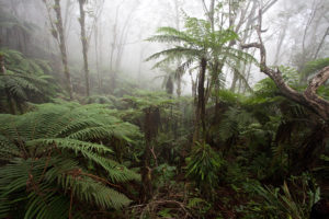 Cloudforest at around 1,600m in Macaya Biosphere Reserve on the Massif de la Hotte, Haiti