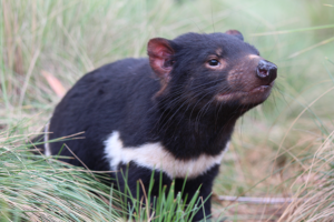 Tasmanian_Devil