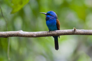 Blue-moustached-bee-eater-Photo-credit-David-Monticelli