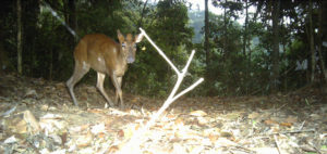 dark_muntjac