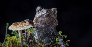 Cuchumatan Golden Toad