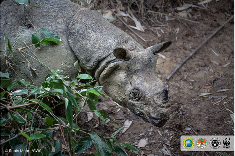 An Extraordinary Encounter With The Rare Javan Rhino - Global Wildlife