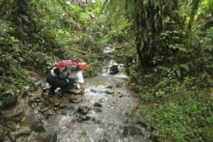 Sehuencas Water Frog, Bolivia