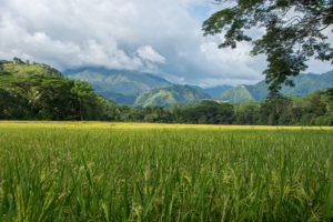 wildlands landscape