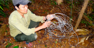 Snares in central Vietnam. (Photo by Andrew Tilker)