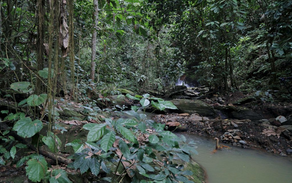 Atewa Forest: Ghana’s Life Source - Global Wildlife Conservation