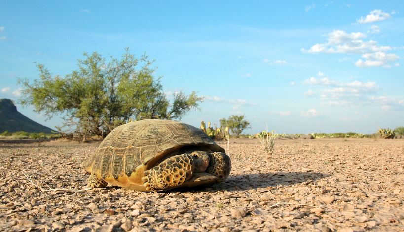 Creating Protected Areas - Global Wildlife Conservation