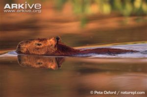 Capybara-swimming