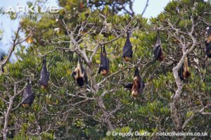 Colony of Greater Mascarene Flying Fox roosting. Photo by Gregory Guida