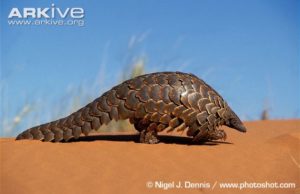 Ground-pangolin-walking