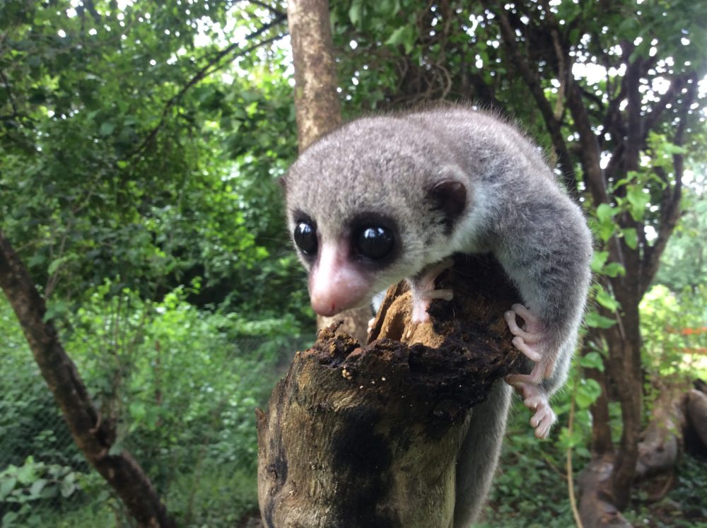 Sounding The Alarm: Madagascar’s Weird And Wonderful Lemurs On The ...