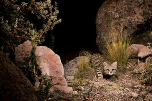 IMG_135463_Pampas_Cat_Bolivia_Sebastian-Kennerknecht (1)