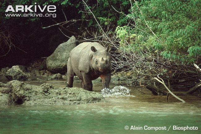 Javan-rhinoceros-walking-through-water.jpg