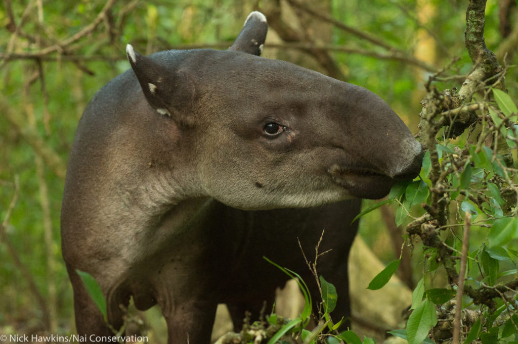 preserving-tapirs-in-the-mysterious-mountains-of-costa-rica-global