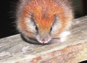 Santa-Marta-Toro-Santamartamys-rufodorsalis-Lizzie Noble