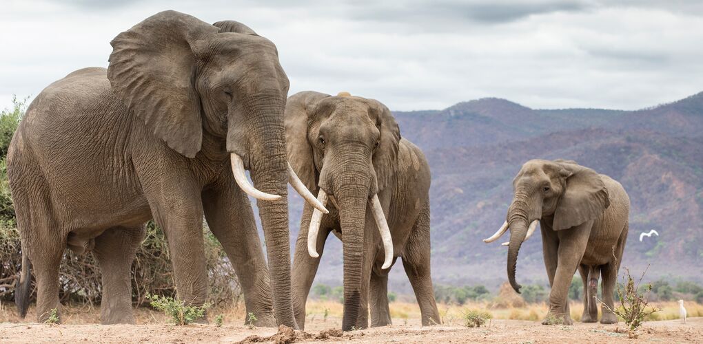 Protecting the World's Second-Largest Elephant Population - Global