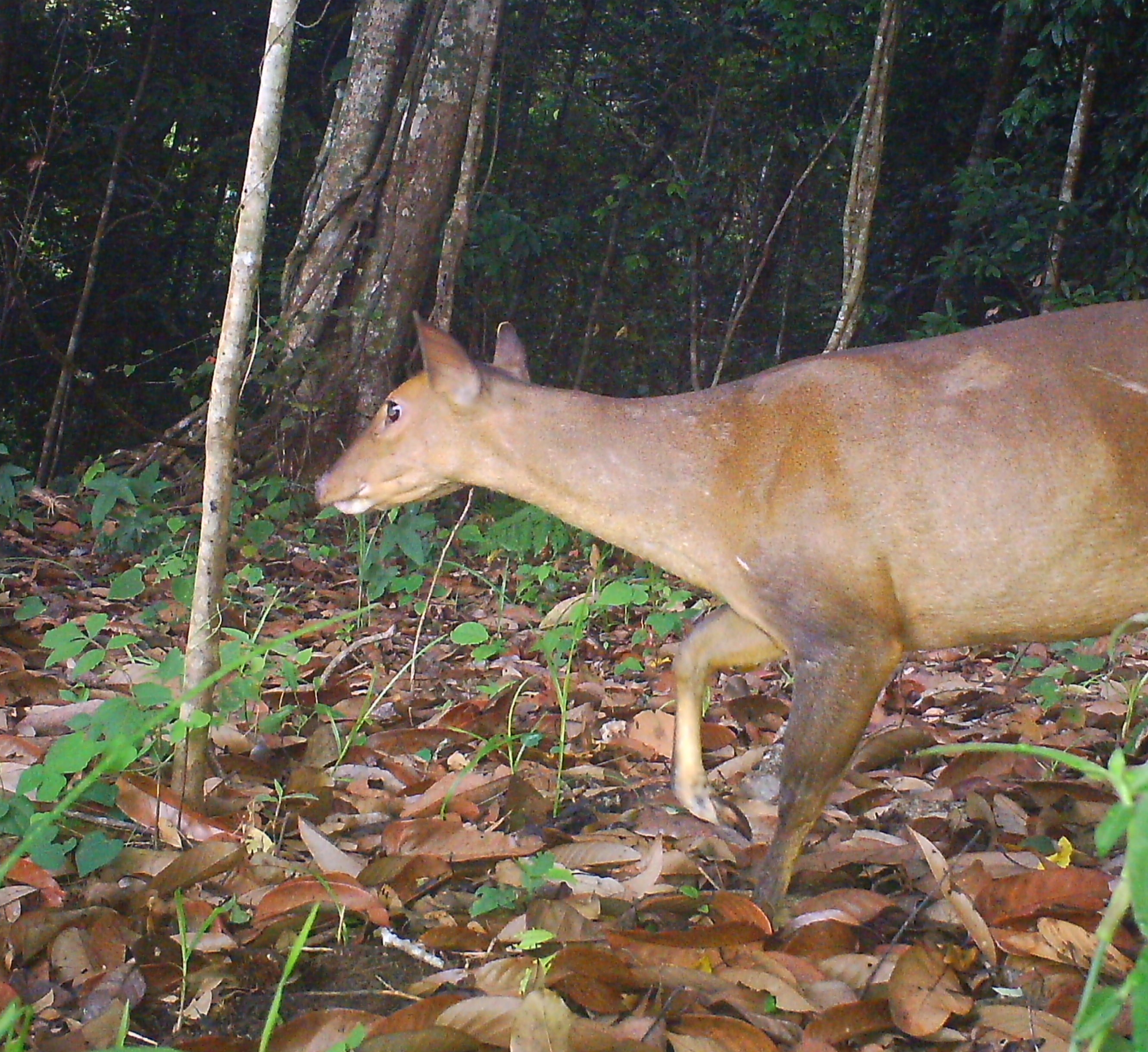 List 94+ Wallpaper Why Do Muntjac Deer Have Holes In Their Face Full HD