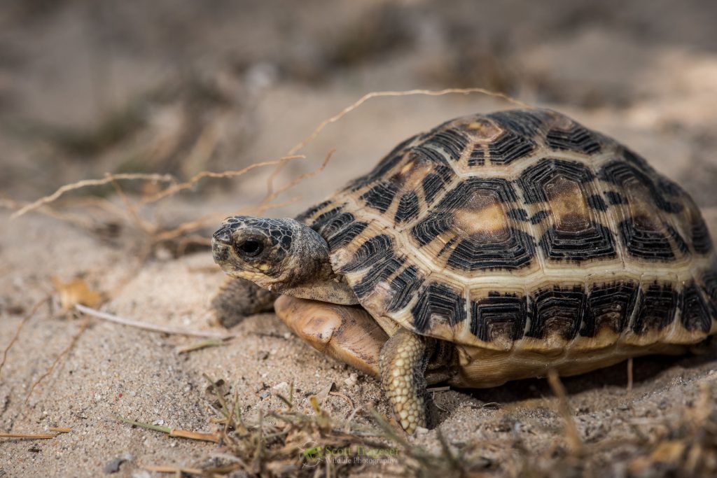 Q&A With Ryan Walker (Winner Of The 2016 Sabin Turtle Conservation ...