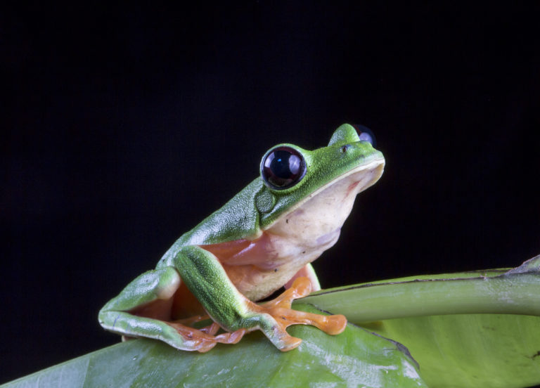 Once Critically Endangered Black-Eyed Leaf Frog Leaps From Edge Of ...