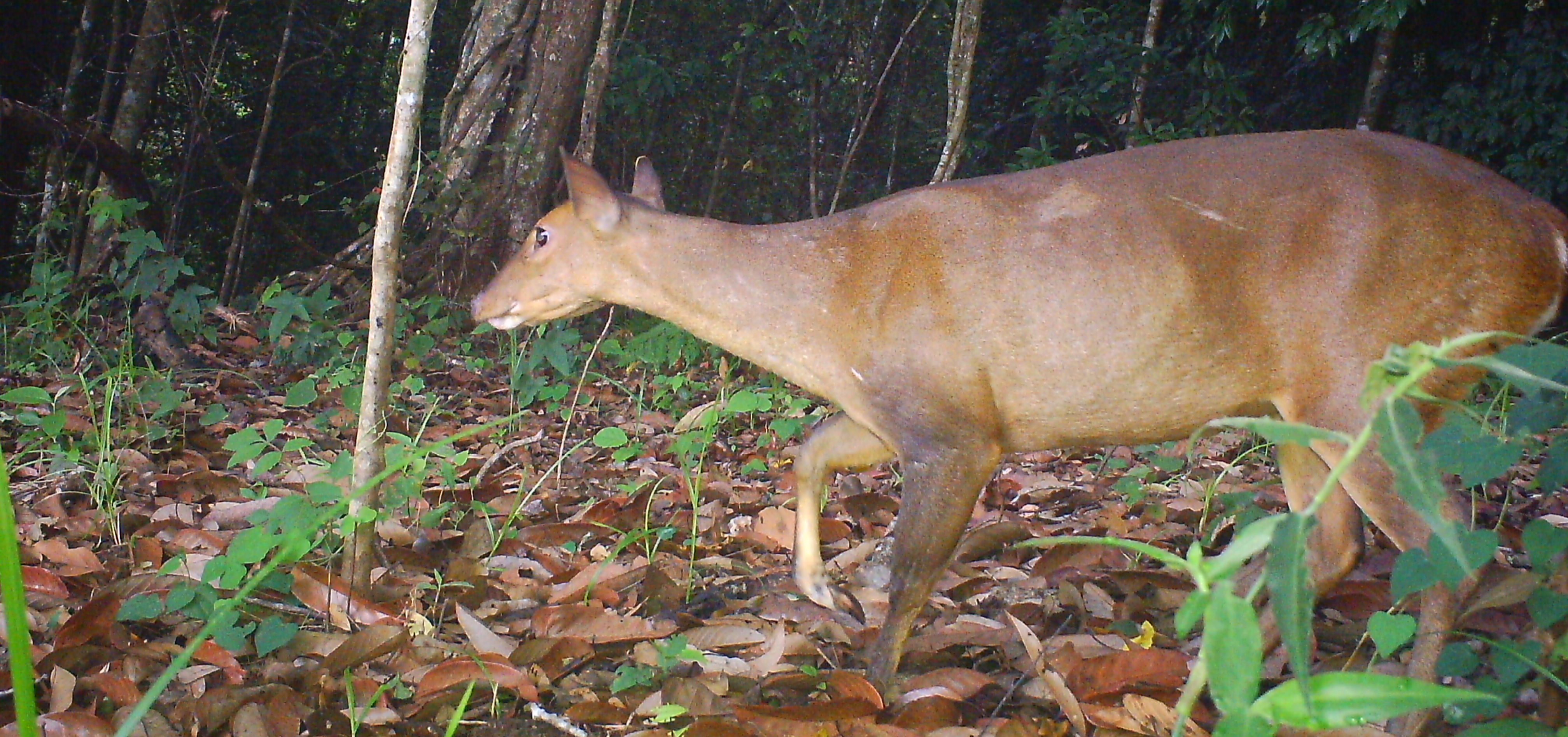 Large-antlered Muntjac - Global Wildlife Conservation