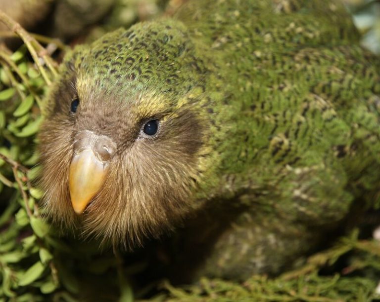 Recovering New Zealand's Ancient Bird - Global Wildlife Conservation