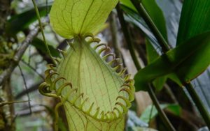 Pitcher Plant with pointy "teeth"