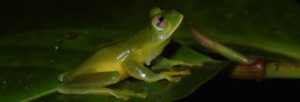 Guajira Giant Glass Frog