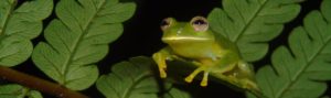 Glass Frog