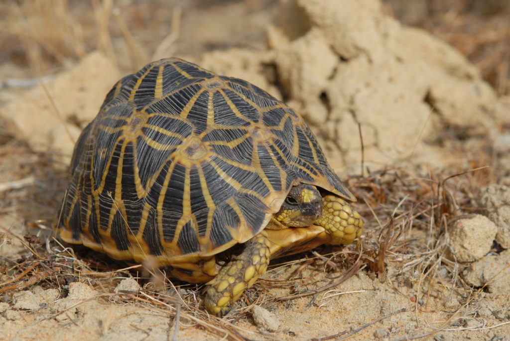 Turtles - Global Wildlife Conservation