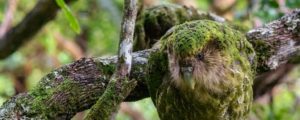 Critically Endangered Kakapo, world's largest parrot threatened by disease