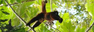 Yellow-tailed Woolly Monkey in the Forest