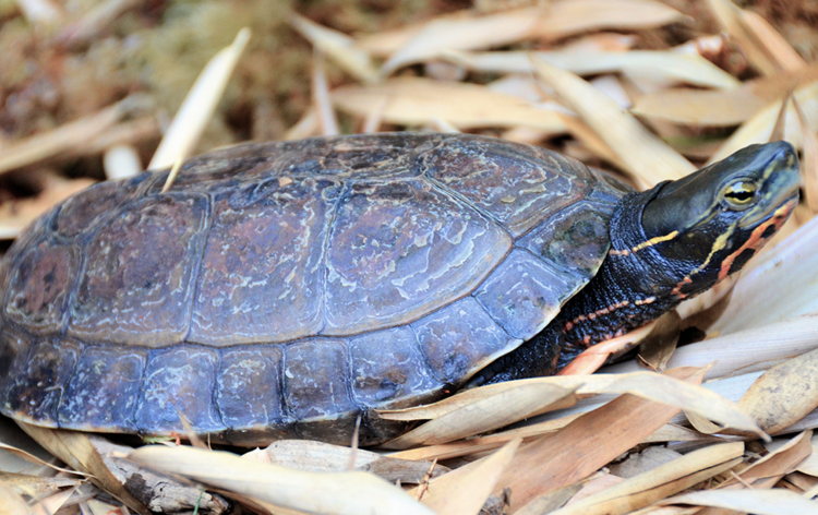 Lost Turtles - Global Wildlife Conservation