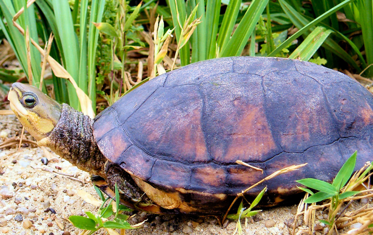 Lost Turtles - Global Wildlife Conservation