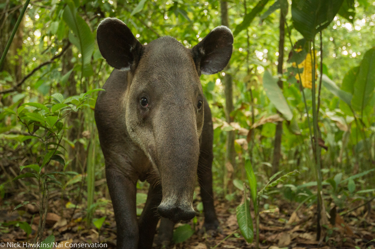 New Study Helps Improve Roadmap Essential To Baird s Tapir Conservation 