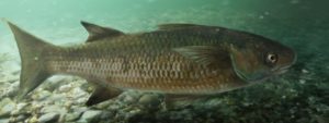 Bobo Mullet fish common to the Indian River and affected by pesticide fishing